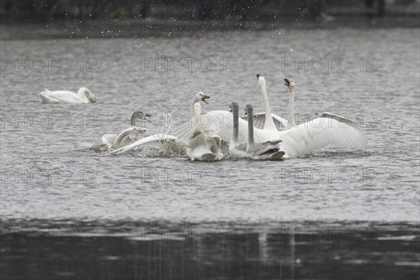 Tundra swans (Cygnus bewickii), fighting, Emsland, Lower Saxony, Germany, Europe