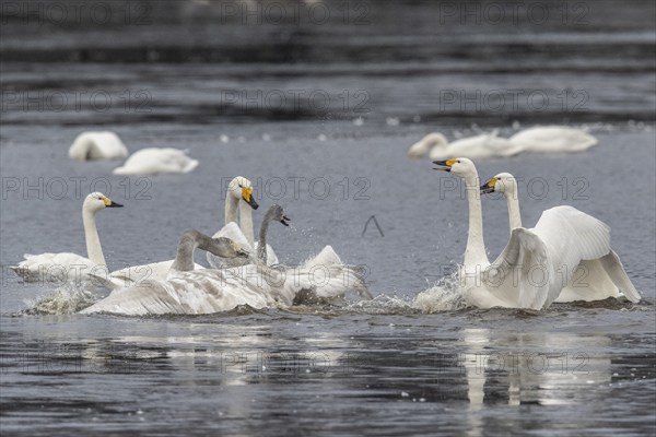 Tundra swans (Cygnus bewickii), fighting, Emsland, Lower Saxony, Germany, Europe