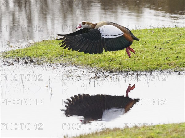 Egyptian goose (Alopochen aegyptiaca), taking off in flight, with mirror image reflecting in water of a lake, island of Texel, Holland