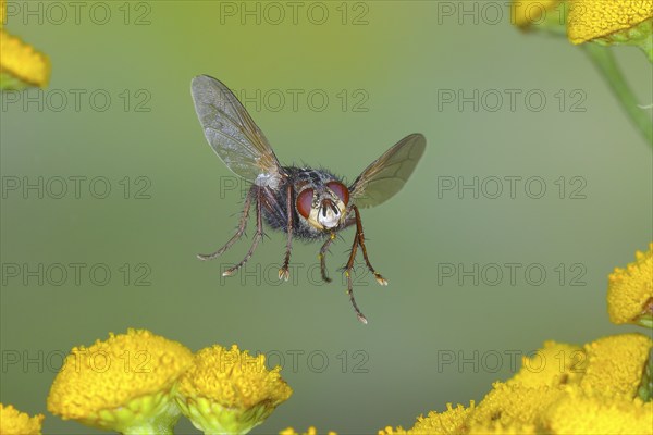 Hedgehog fly (Tachina fera) in flight, over flowers of tansy (Tanacetum vulgare), highspeed nature photo, flight photo, wildlife, insects, Siegerland, North Rhine-Westphalia, Germany, Europe