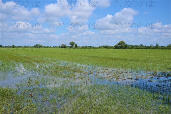 A wide field, partly flooded, under a blue sky with white clouds, summer, Villeneuve, Arles, Camargue, France, Europe