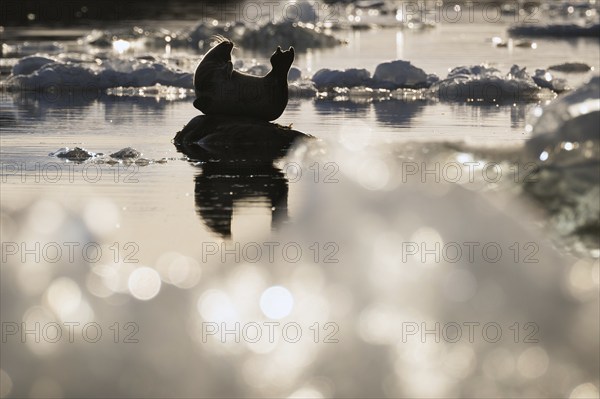 Harbour seal in a banana-shaped posture on a small rock in the water, ice, Midtholmen Island, near Ny-Ålesund, Kongsfjord, Spitsbergen, Svalbard and Jan Mayen archipelago, Norway, Europe