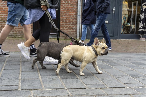 Dogs on a lead, on a pavement, dog perspective, walking between people in a pedestrian zone