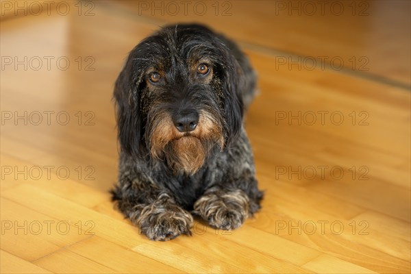 Rough-haired dachshund, male, 3 years, lying on parquet floor, Stuttgart, Baden-Württemberg, Germany, Europe