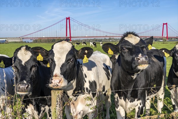 The Rhine bridge Emmerich, federal road B220, longest suspension bridge in Germany, is currently being renovated, bridge damage, left bank pasture, cattle, young bulls, Lower Rhine, North Rhine-Westphalia, Germany, Europe