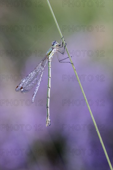 Emerald Damselfly (Lestes viridis), Emsland, Lower Saxony, Germany, Europe