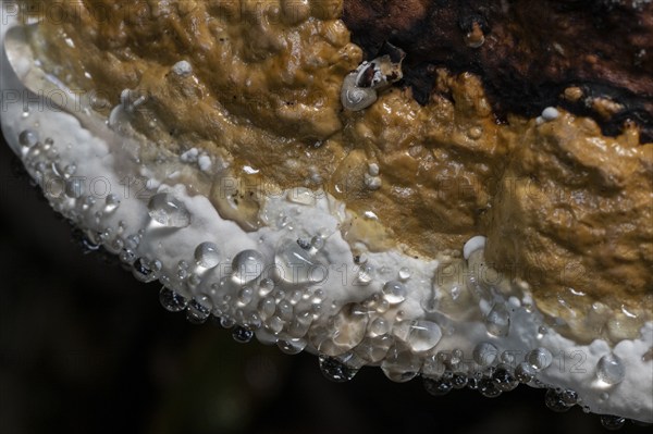 Beeswax Bracket (Ganoderma pfeifferi) with guttation drops, Emsland, Lower Saxony, Germany, Europe