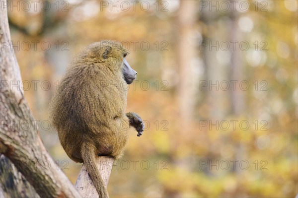 Guinea baboon (Papio papio) sitting on a tree trunk, Bavaria, Germany Europe