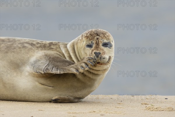 Common seal (Phoca vitulina) adult animal scratching its nose on a seaside beach, Norfolk, England, United Kingdom, Europe