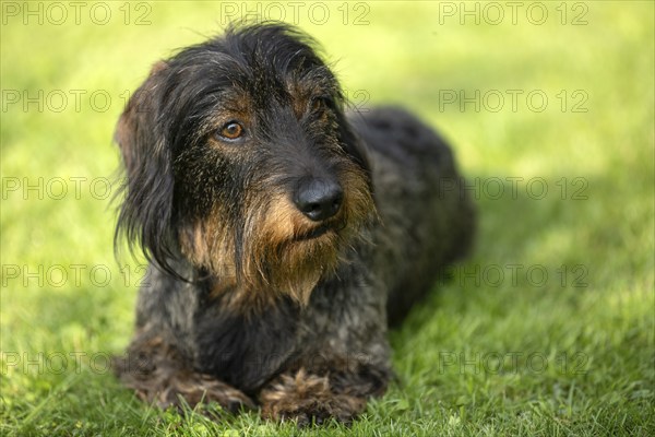 Rough-haired dachshund (Canis lupus familiaris) puppy, male, 3 years, animal portrait, lying in a meadow, Stuttgart, Baden-Württemberg, Germany, Europe