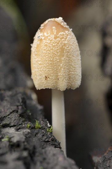 Mica tintling (Coprinellus micaceus, Coprinus micaceus), North Rhine-Westphalia, Germany, Europe