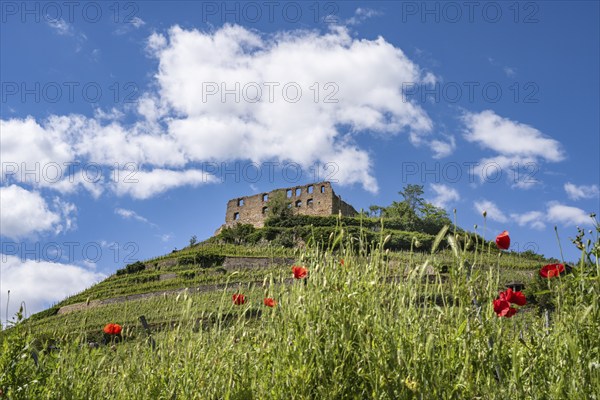 The ruins of Staufen Castle on the Schlossberg, wine-growing area, Staufen im Breisgau, Markgräflerland, Black Forest, Baden-Württemberg, Germany, Europe