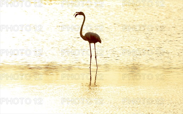 Flamingo at sunset in the Carmague, Bouches-du-Rhône, Provence, France, Europe