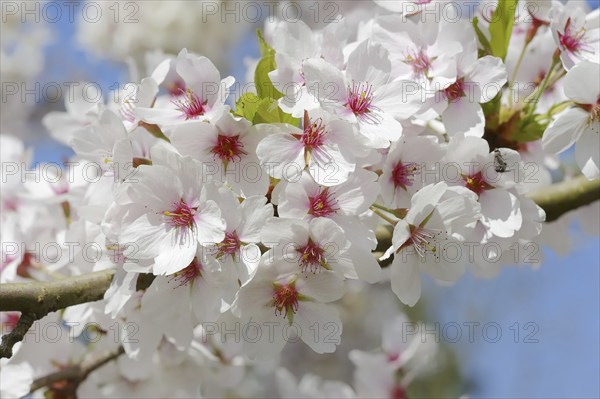 Wild cherry (Prunus avium), blossoms in spring, North Rhine-Westphalia, Germany, Europe