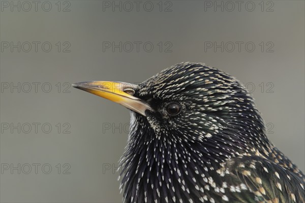 European starling (Sturnus vulgaris) adult bird head portrait, England, United Kingdom, Europe