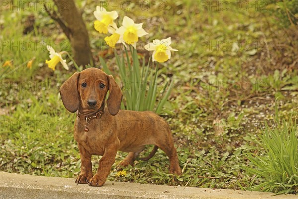 Dachshund, dachshund, young animal, 12 weeks old