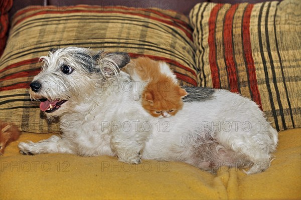 Persian cat, long-haired cat, kitten, Jack Russell Terrier