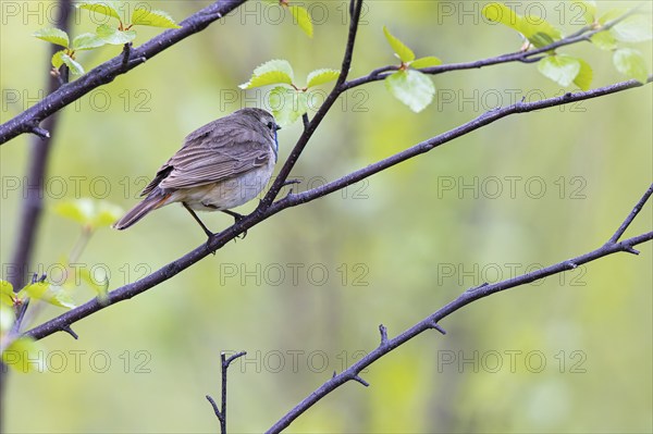 Red-throated Bluethroat or Tundra Bluethroat (Luscinia svecica), adult male sitting on a branch, Varanger, Finnmark, Norway, Europe