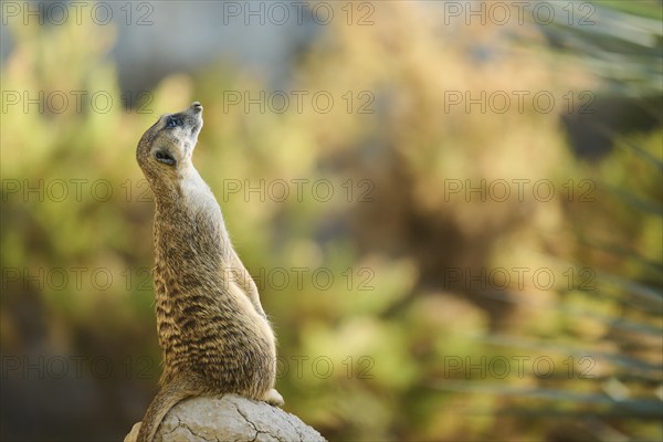 Meerkat (Suricata suricatta) standing on a little hill, captive, distribution Africa