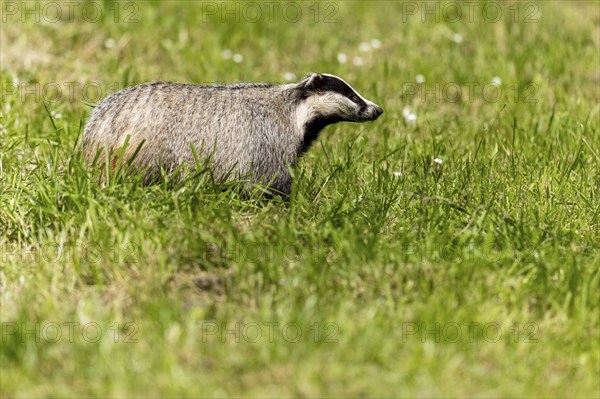 A badger standing in a wide field under a bright sky, european badger (Meles meles), Germany, Europe