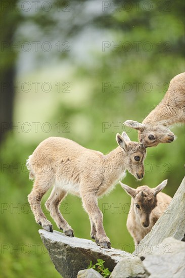 Alpine ibex (Capra ibex) youngsters arguing, standing on a rock, wildlife Park Aurach near Kitzbuehl, Austria, Europe