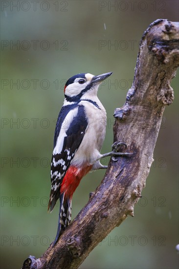 Great spotted woodpecker (Dendrocopos major), Germany, Europe