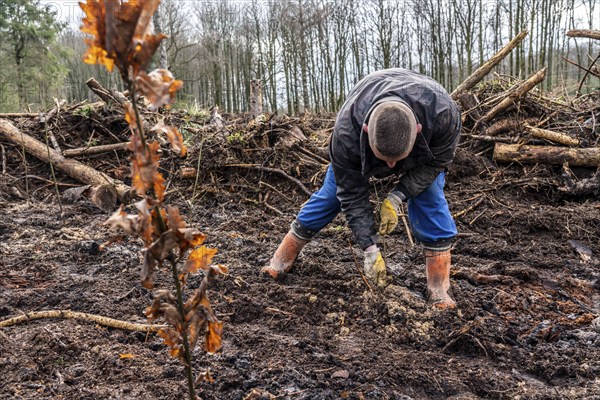 Reforestation in the Arnsberg Forest near Rüthen-Nettelstädt, Soest district, forestry workers plant young oak trees, 2 years old, in previously drilled holes, on the site of a spruce forest that had died and been felled due to heavy bark beetle infestation, North Rhine-Westphalia, Germany, Europe