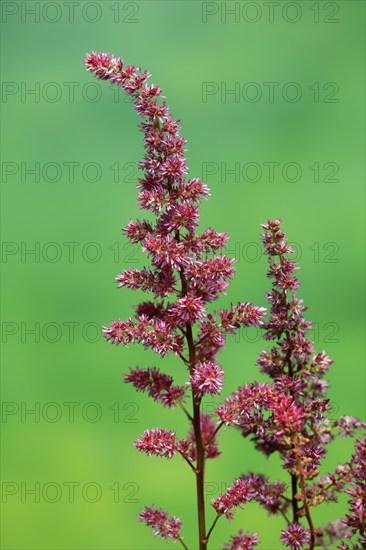 Astilbe, flowering, blossom, Elllerstadt, Germany, Europe