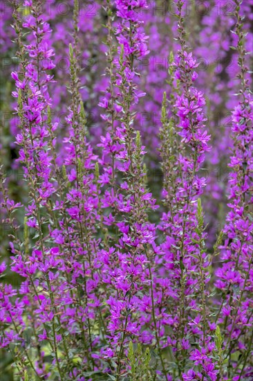 Purple loosestrife (Lythrum salicaria), spiky loosestrife, flowering purple lythrum, North Rhine-Westphalia, Germany, Europe