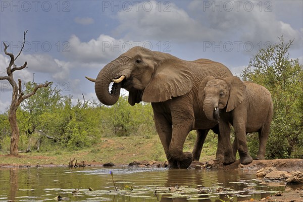 African elephant (Loxodonta africana), adult, bull, male, young, bull with young, at the water, drinking, Kruger National Park, Kruger National Park, South Africa, Africa