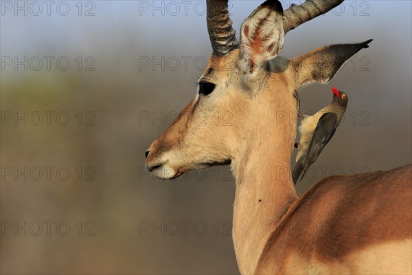 Black heeler antelope (Aepyceros melampus), adult, male, portrait, with red-billed oxpecker (Buphagus erythrorhynchus), symbiosis, Kruger National Park, Kruger National Park, Kruger National Park South Africa