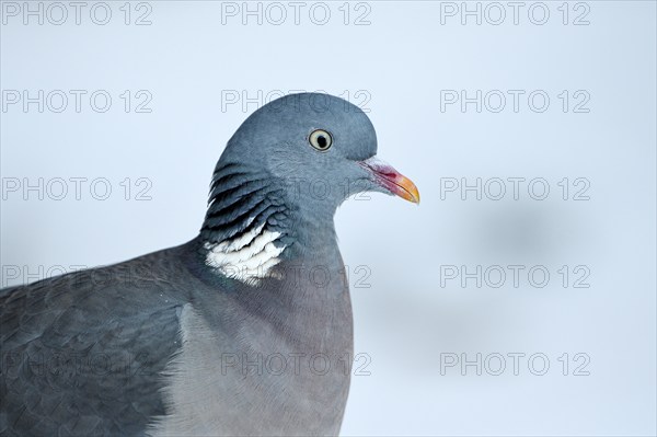 Wood pigeon (Columba palumbus), portrait, in the snow, winter feeding, Oberhausen, Ruhr area, North Rhine-Westphalia, Germany, Europe