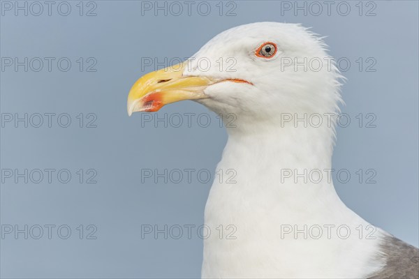 Lesser Black-backed Gull (Larus fuscus) portrait in a harbour on the Atlantic coast. Camaret, Crozon, Finistere, Brittany, France, Europe