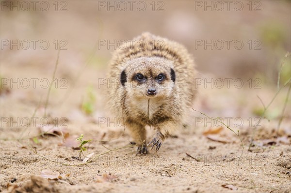 Meerkat (Suricata suricatta) walking on the ground, Bavaria, Germany, Europe