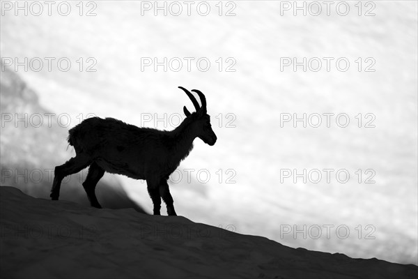 Alpine ibex (Capra ibex), silhouette in front of snowfield, black and white photograph, Mont Blanc massif, Chamonix, France, Europe