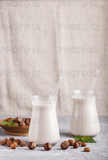 Organic non dairy hazelnut milk in glass and wooden plate with hazelnuts on a gray concrete background. Vegan healthy food concept, close up, side view