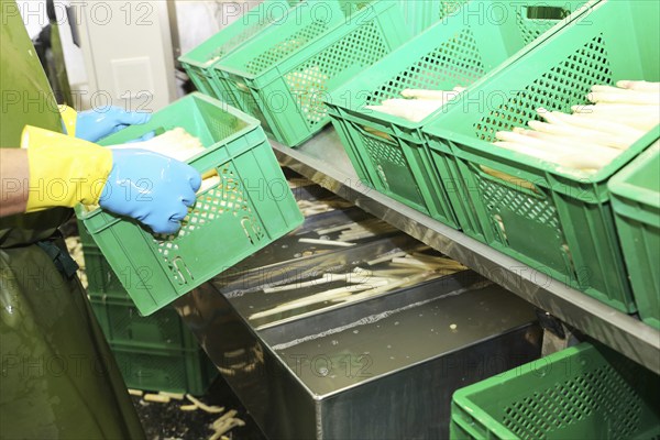 Agriculture asparagus washing and sorting with washing machine and sorting machine on a farm in Mutterstadt, Rhineland-Palatinate