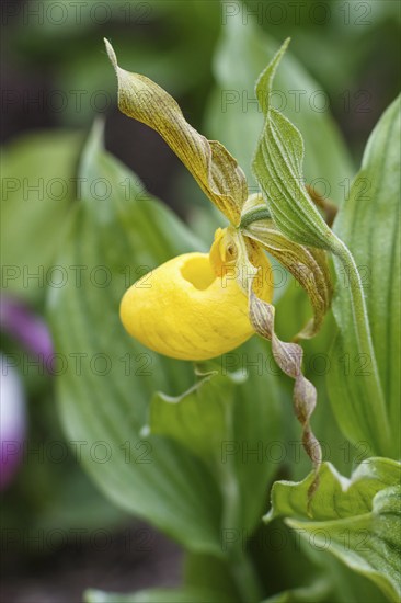 Beautiful orchids of different colors on green background in the garden. Lady's-slipper hybrids. Close up