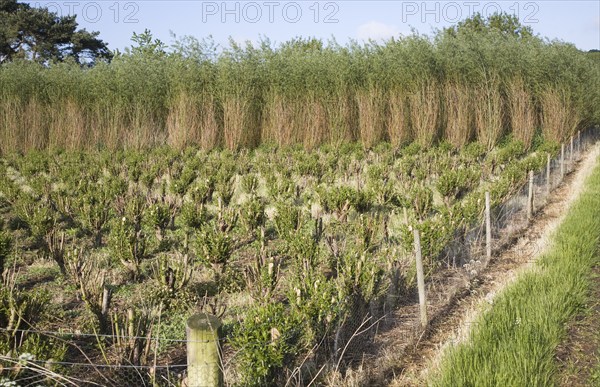 Set bed of cricket bat willow, Salix Alba Caerulea, which produces cuttings for new trees, near Bures, Essex, England, United Kingdom, Europe