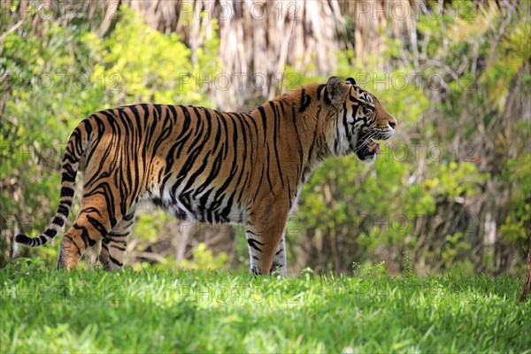 Sumatran Tiger (Panthera tigris sumatrae), adult male scenting, Sumatra