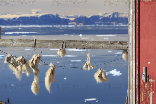 Pieces of fur of a polar bear hanging on a wooden pole, Inuit settlement at a fjord in front of mountains, sunny, Ittoqqortoormiit, Scoresby Sund, East Greenland, Greenland, North America