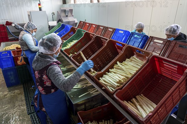 Asparagus farm, white asparagus is washed, cut and sorted by quality after harvesting, near Dormagen, Rhineland, North Rhine-Westphalia, Germany, Europe