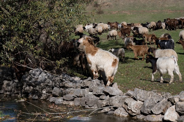 Herd of sheep and goats, Anatolia, Turkey, Asia