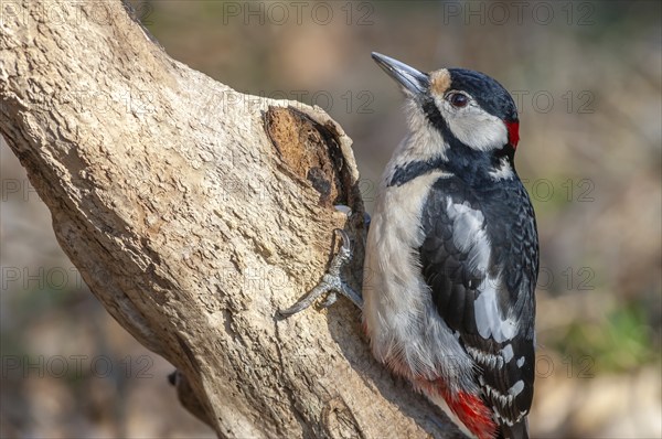 Great Spotted Woodpecker (Dendrocopos major) on a branch in the forest. Bas-Rhin, Alsace, Grand Est, France, Europe