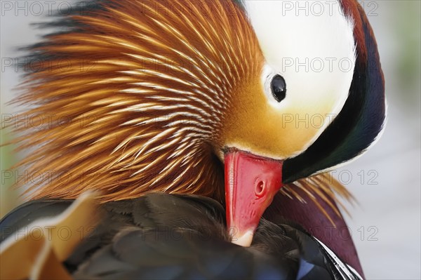 Mandarin duck (Aix galericulata), side view, animal portrait, Hesse, Germany, Europe