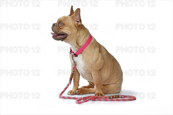 French Bulldog dog wearing pink collar with rope leash on white background