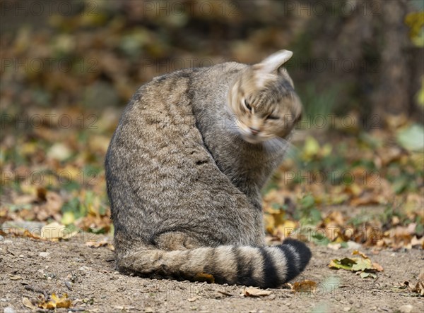 European wildcat (Felis silvestris) sitting on the forest floor and shaking its head, captive, Germany, Europe