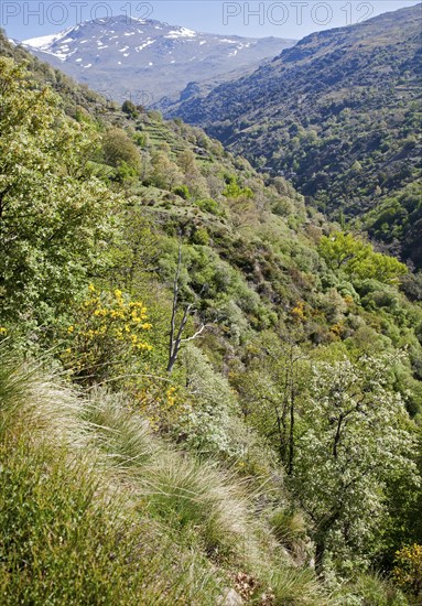 Landscape of the River Rio Poqueira gorge valley, High Alpujarras, Sierra Nevada, Granada Province, Spain, Europe