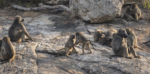 Herd of chacma baboons (Papio ursinus), animal family with adults and cubs, sitting on stones, cubs playing and fighting, Kruger National Park, South Africa, Africa