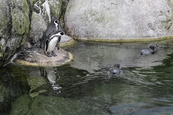 Magellanic penguins (Spheniscus magellanicus), Emmen Zoo, Netherlands